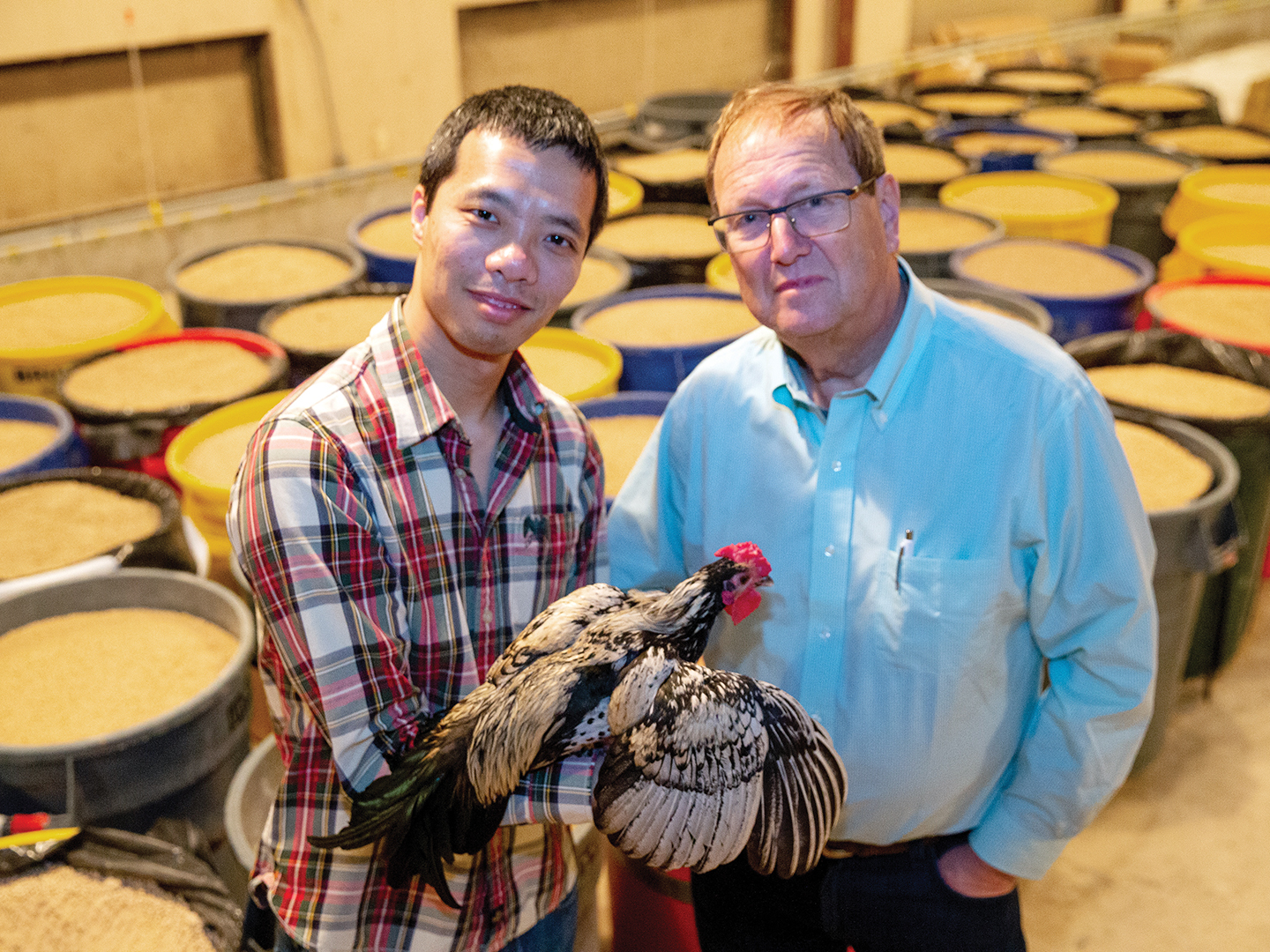 Dr. Jingyi Li displays a chicken's multicolor feathers, standing next to Dr. Leif Andersson in front of colorful barrels full of chicken feed