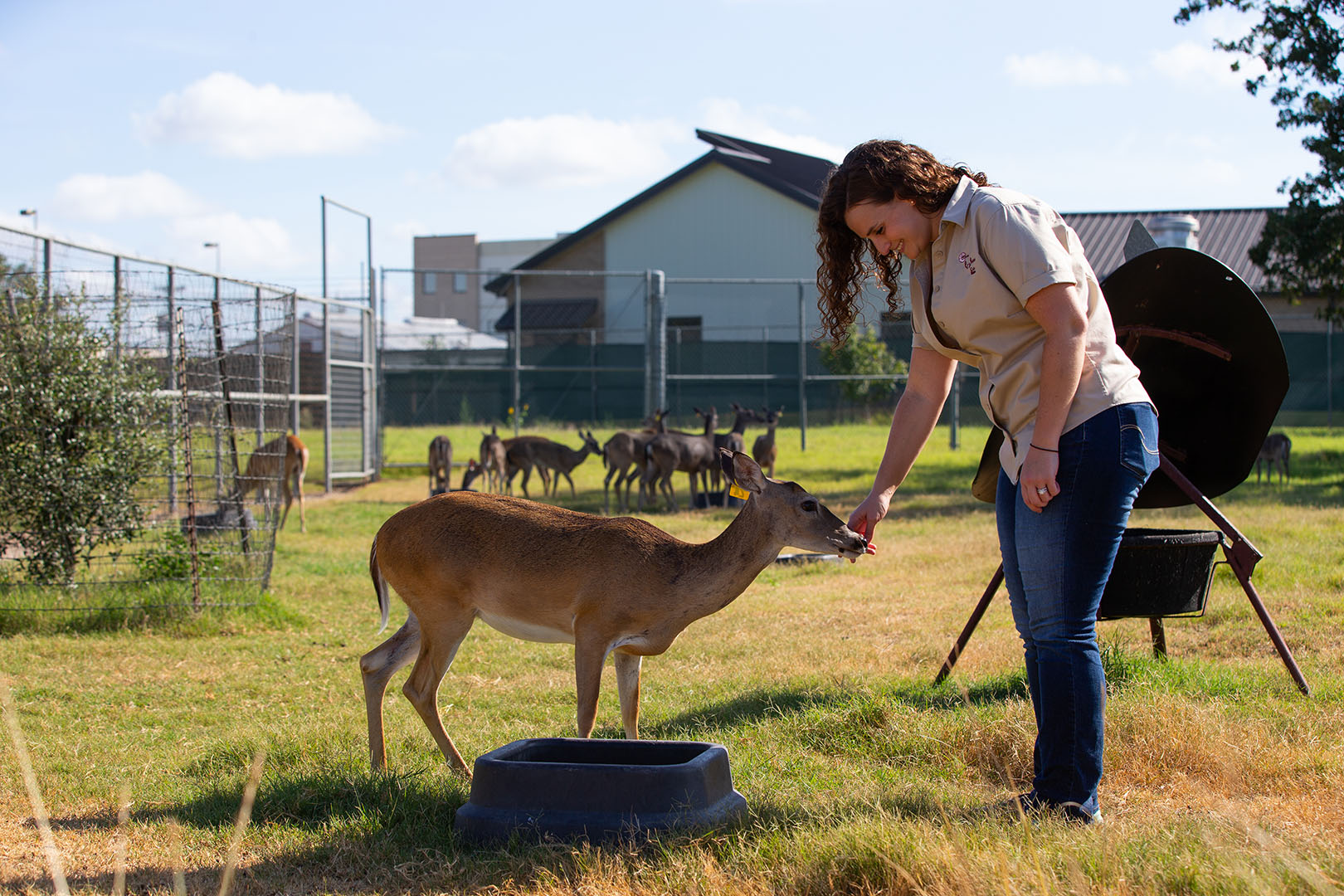 A woman pets a deer with a herd in the background