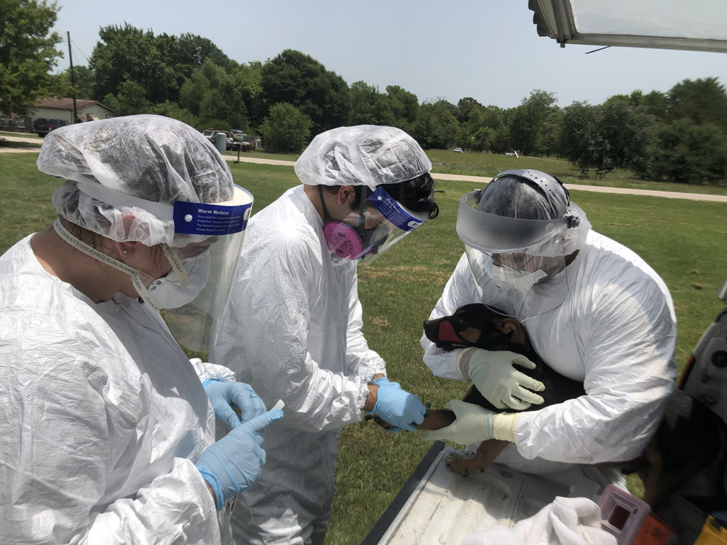 Three people in protective gear take samples from a small dog