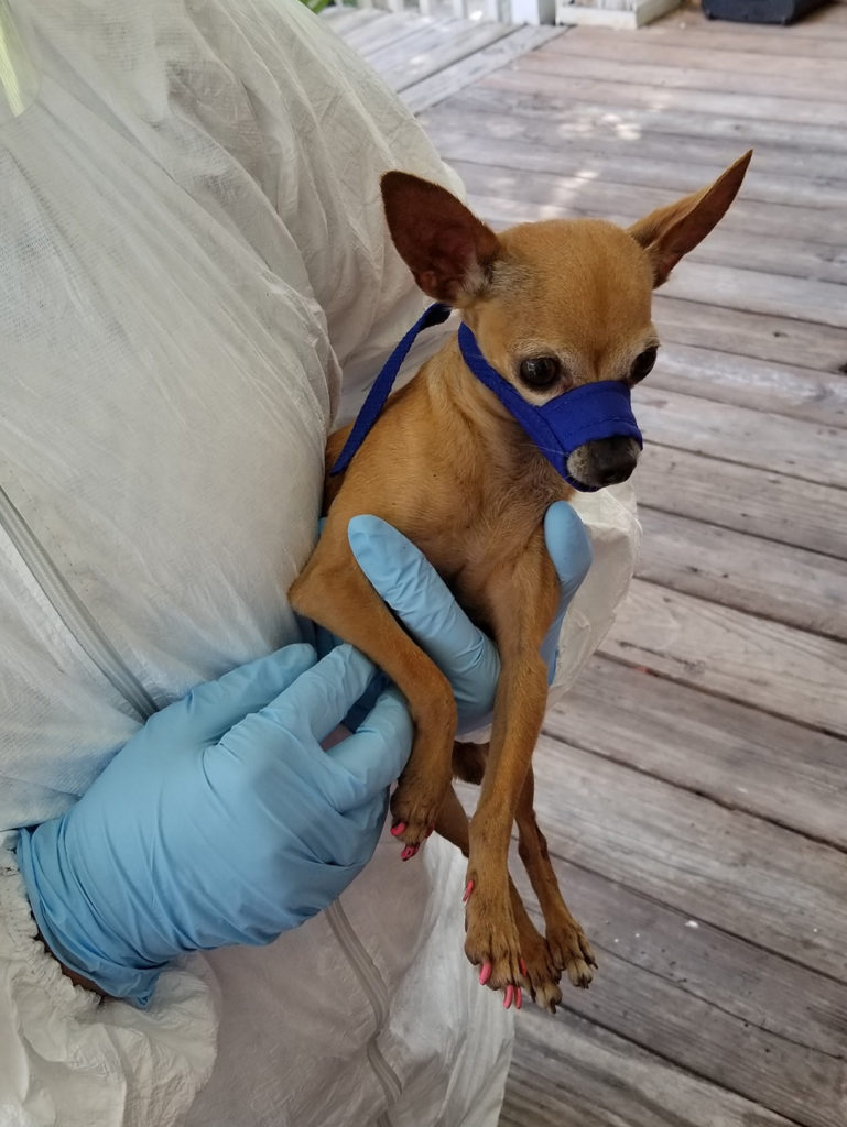 Someone in protective gear holds a brown chihuahua