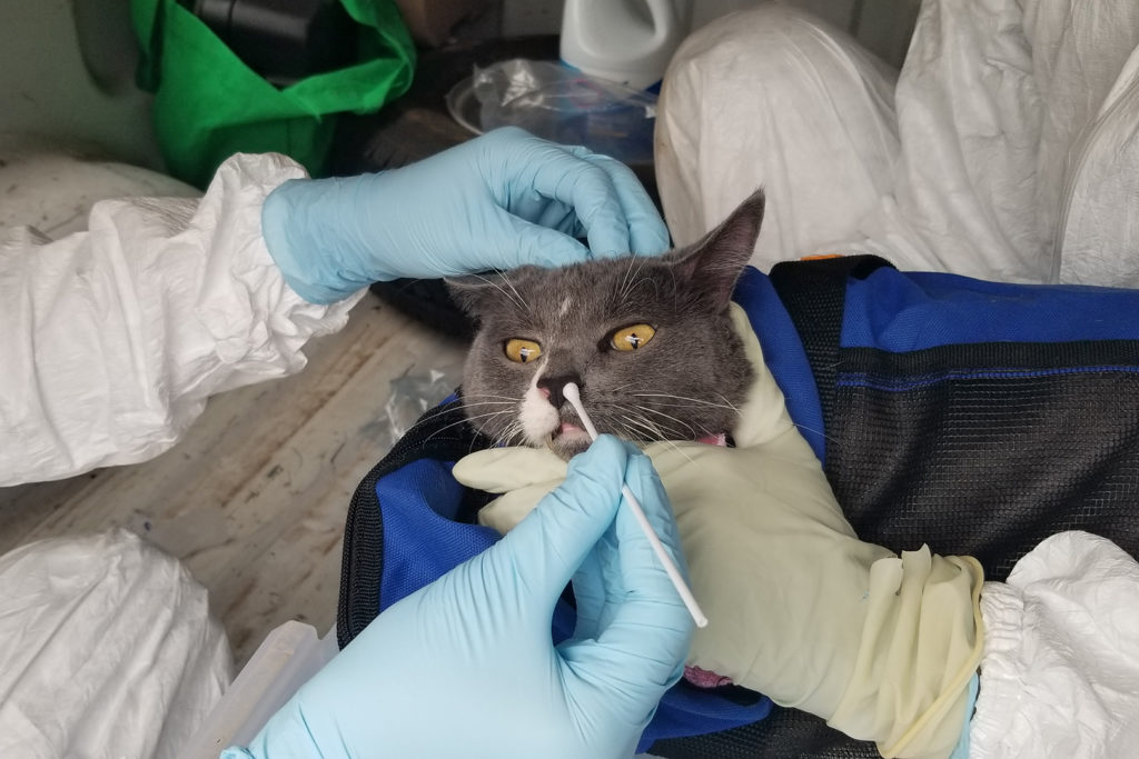 Someone collects samples with a nasal swab from a grey cat