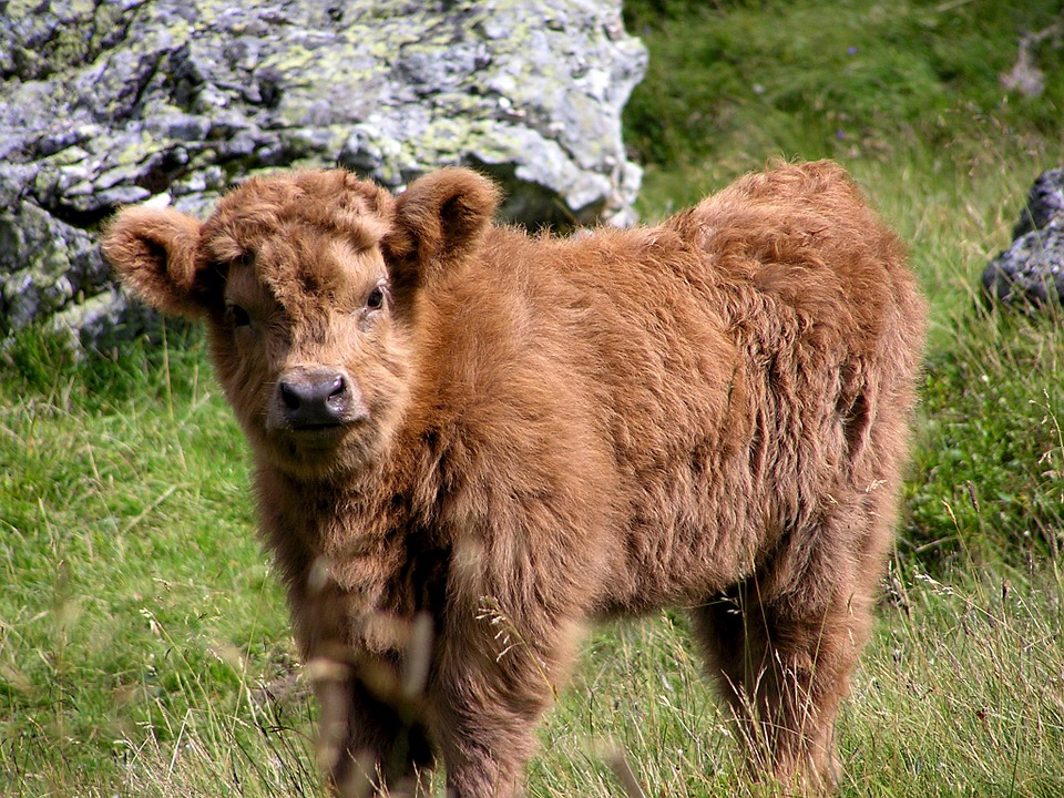 A fluffy brown miniature cow