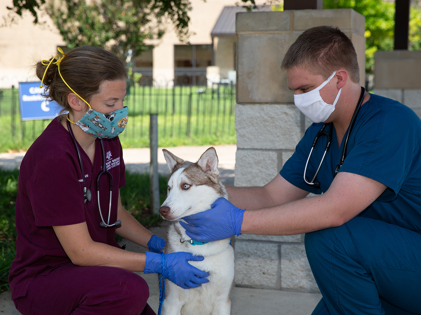 Two Small Animal Hospital clinicians examine Nilla the husky outside