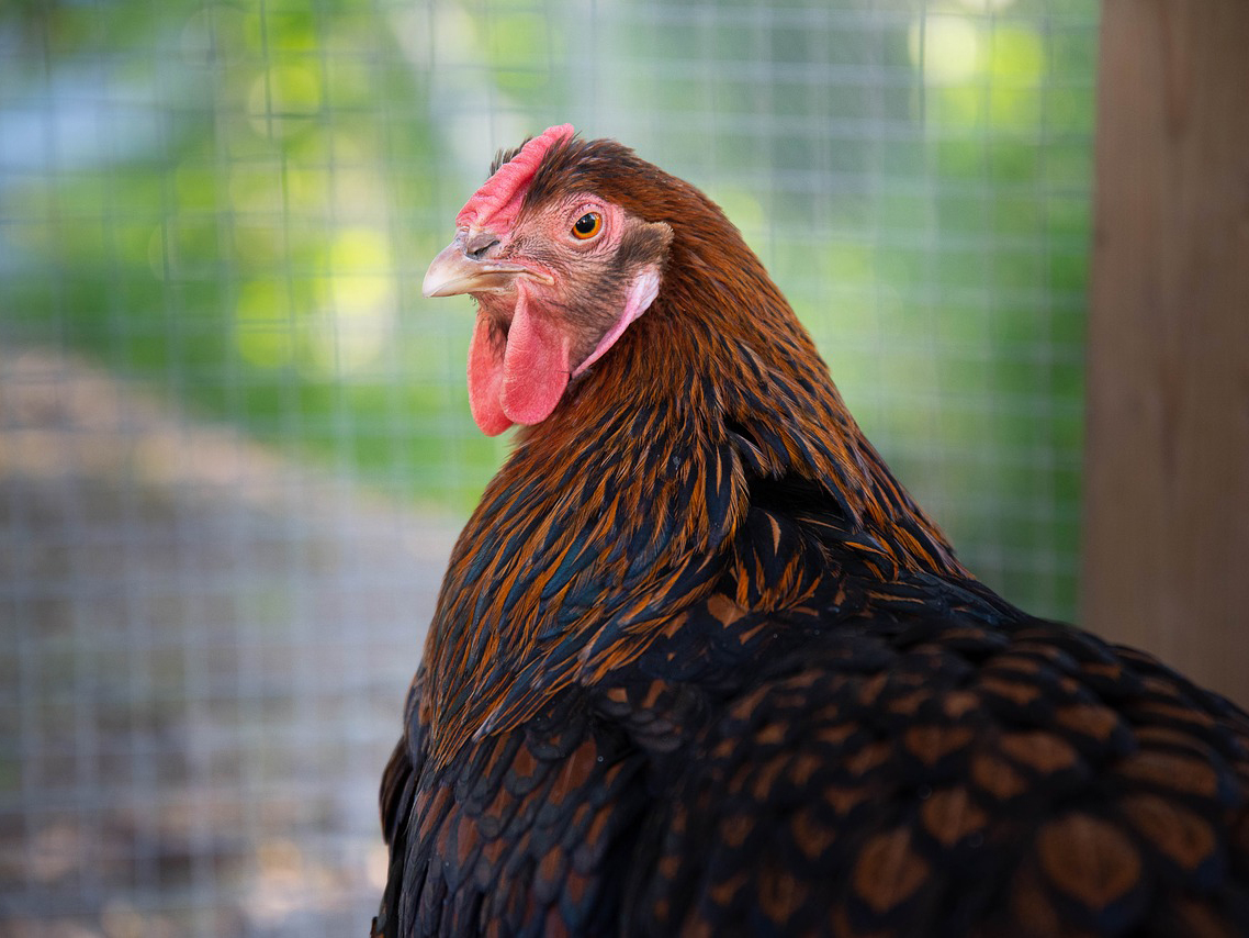 A brown and black hen; a pet chicken