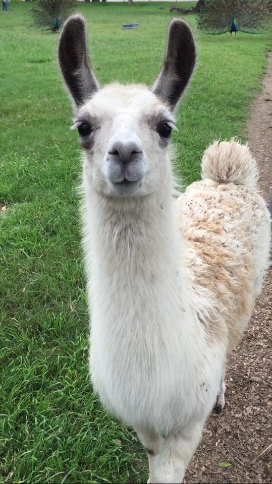 A white llama