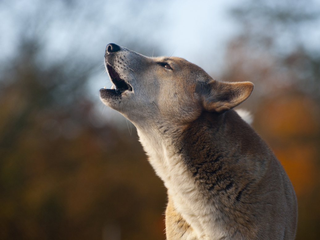 A New Guinea Singing Dog howling