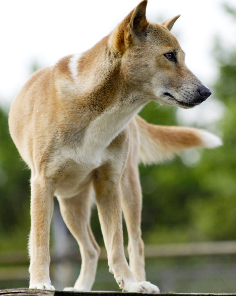 A New Guinea Singing dog