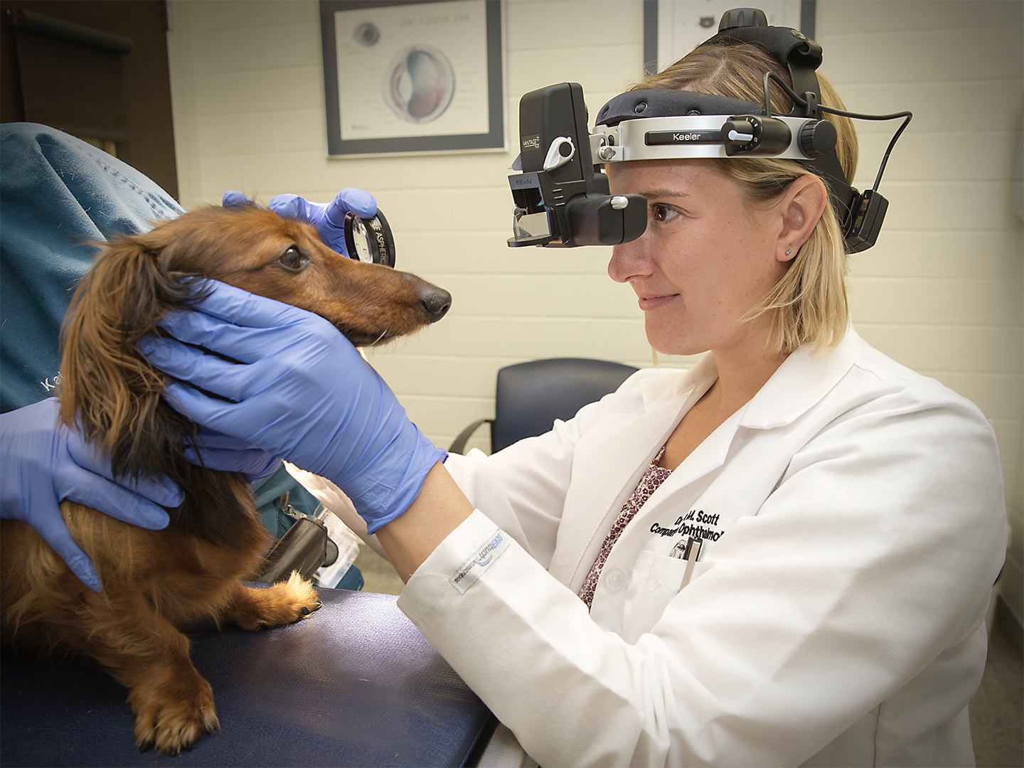 Dr. Erin Scott examines a dog's eyes
