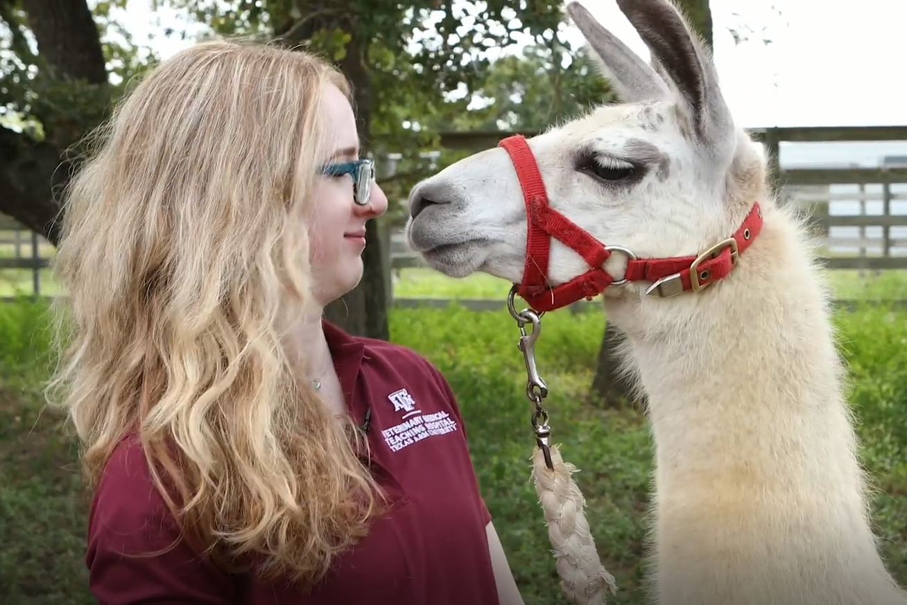 Dr. Evelyn MacKay with a llama
