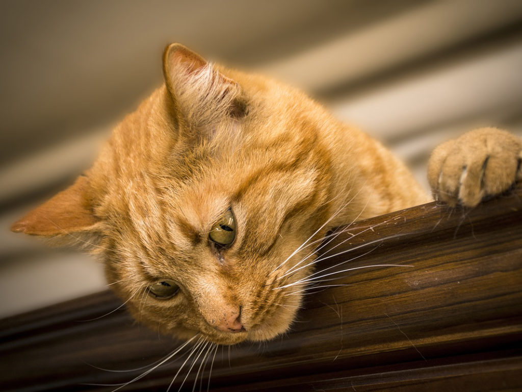 an orange tabby cat laying on the edge of a table