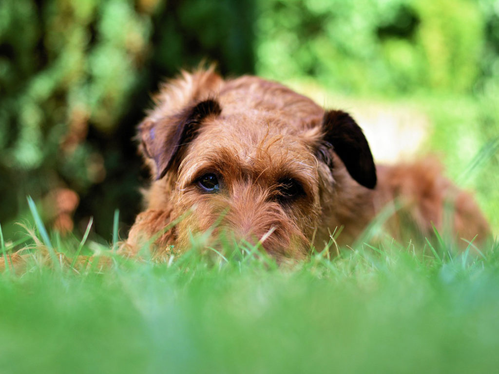 A small brown dog laying in the grass, pet cancer