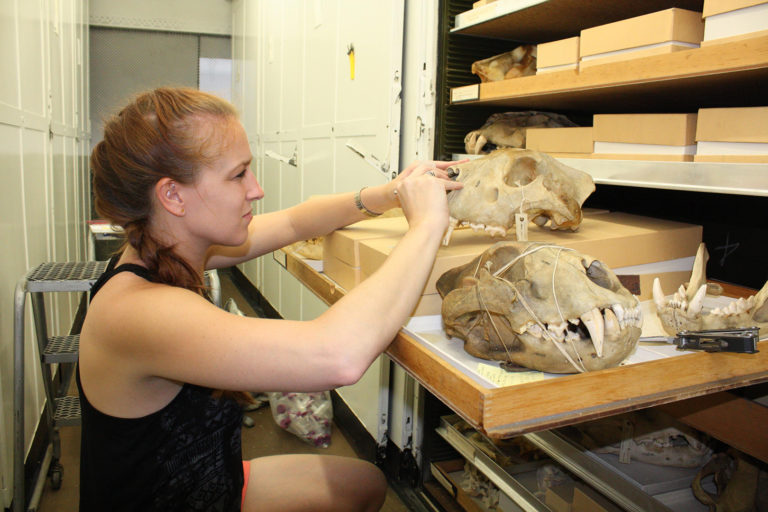 A researcher looks at lion skulls in a collection