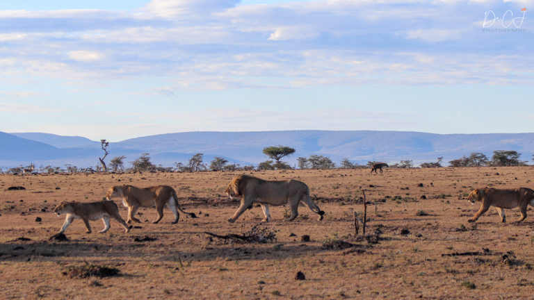 Lions walk in profile across a savannah