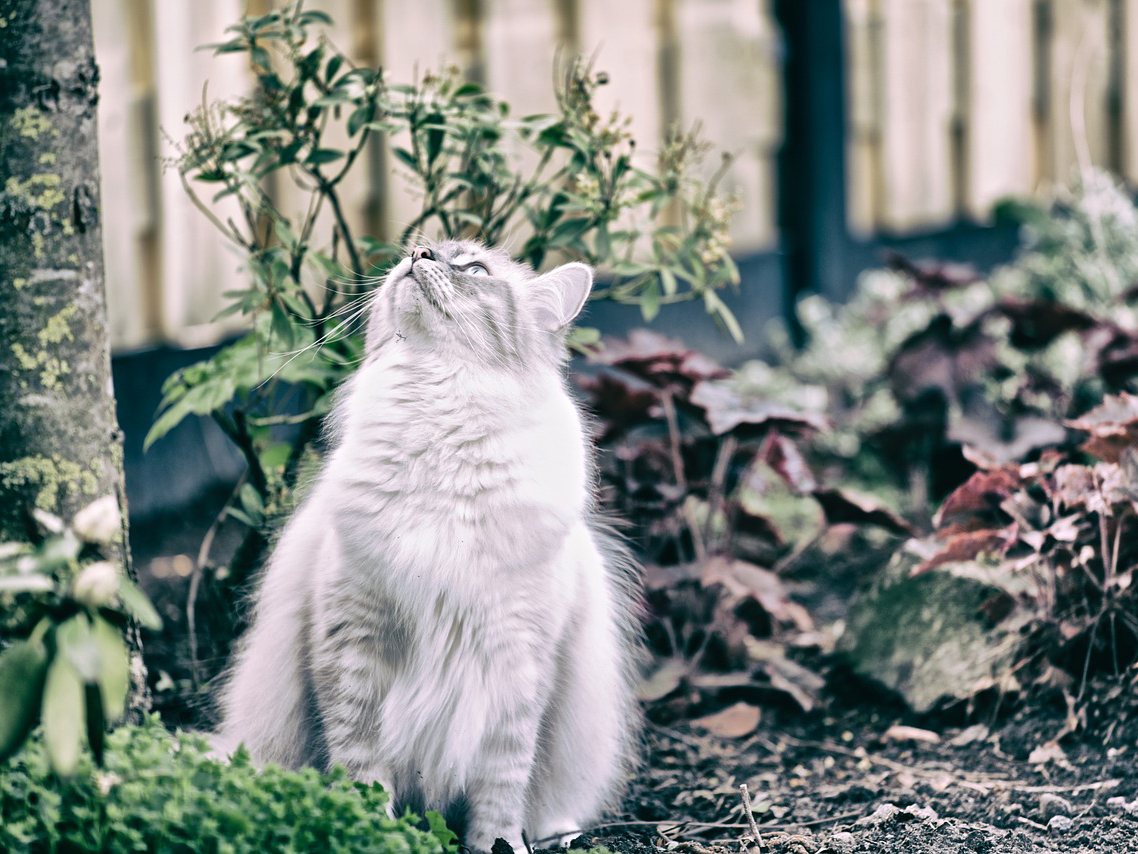 A long haired grey cat in a forest; FeLV