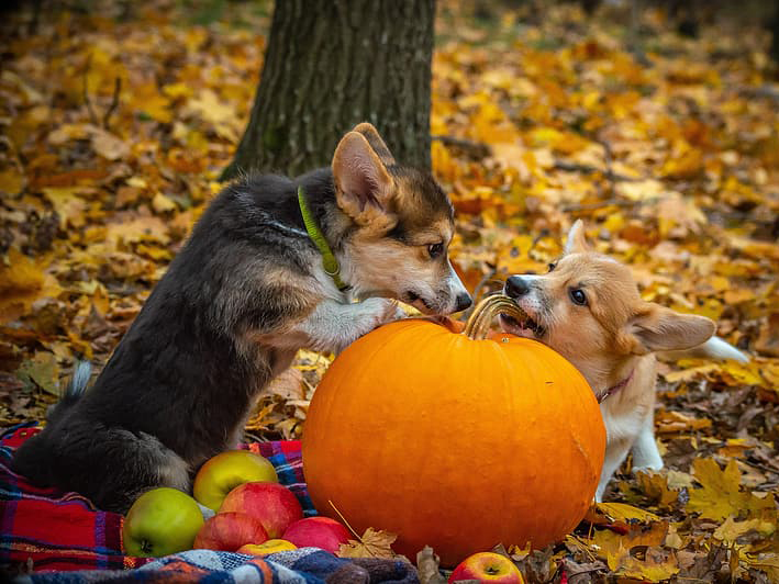 Two corgis play with a pumpkin outside on fall leaves; Halloween Pet Talk