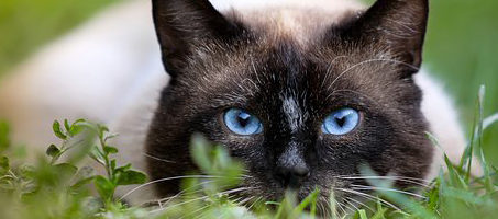 A siamese cat with blue eyes peers at the camera while crouching in the grass