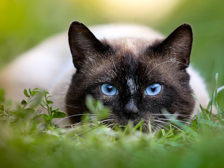 A siamese cat with blue eyes peers at the camera while crouching in the grass