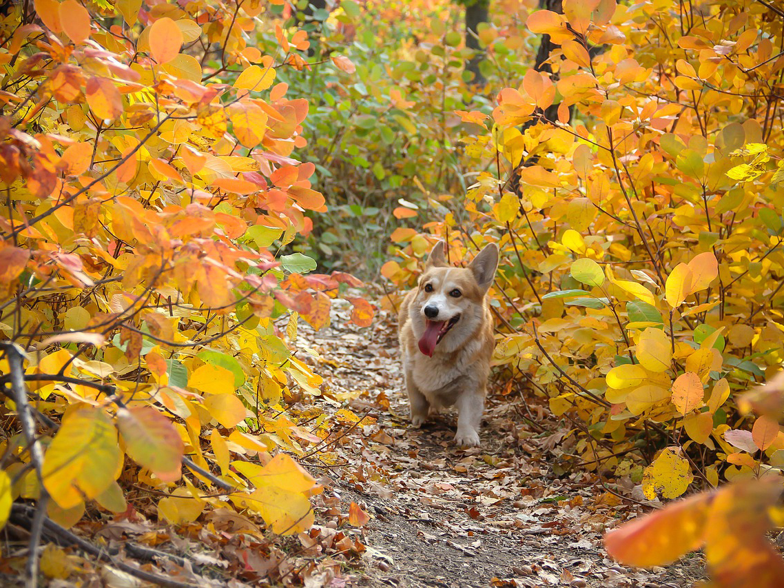 A corgi walks on a trail lined with autumn leaves; Thanksgiving pet talk