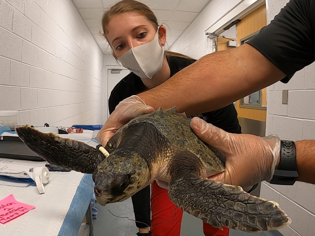 A sea turtle is held up as Pearson examines it