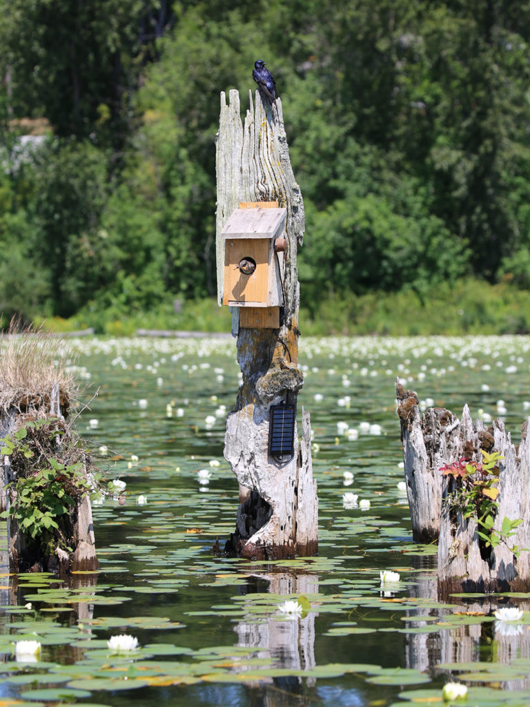 Purple martins on a nesting box in a lake as part of the team's conservation innovation grant