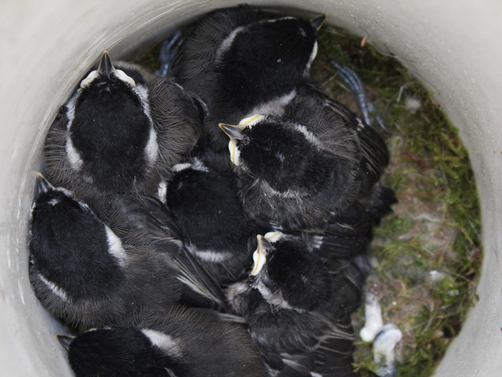 Baby chickadees inside a nesting box created under the conservation innovation grant