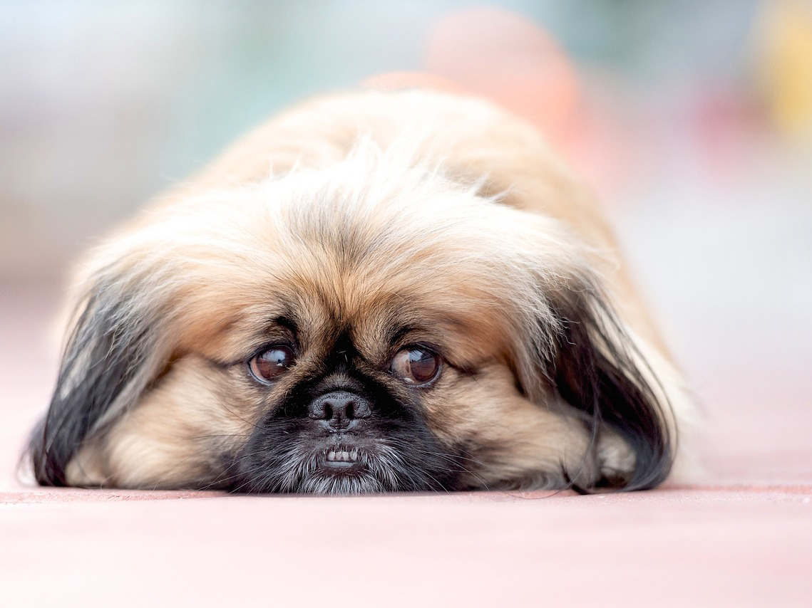What To Know About Cherry Eye In Dogs | VMBS News