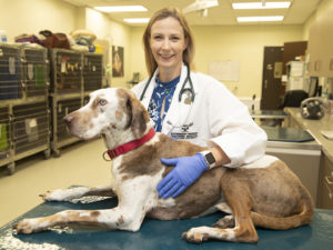 Dr. Heather Wilson-Robles with a brown and white large dog; Texas A&M offers Nu.Q™ vet cancer screening test