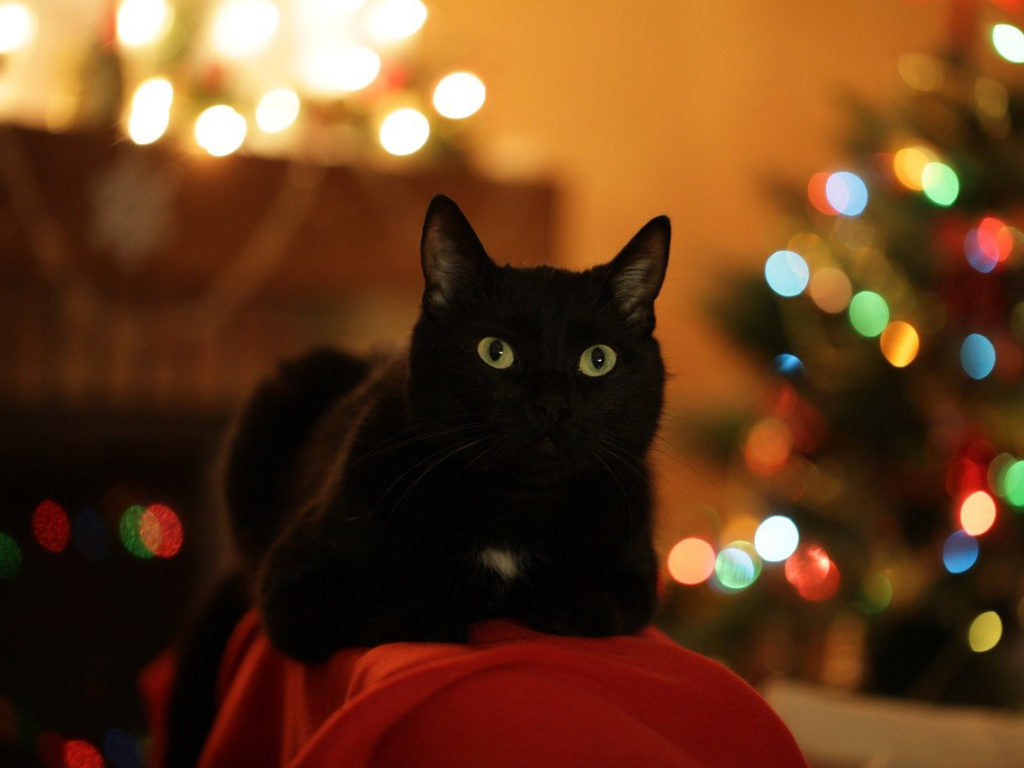 A black cat in front of blurred holiday lights
