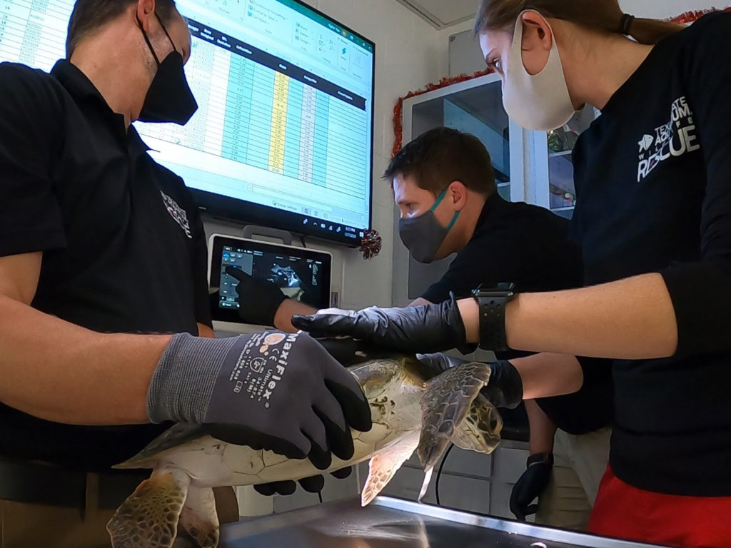 The team conducts an ultrasound on a turtle