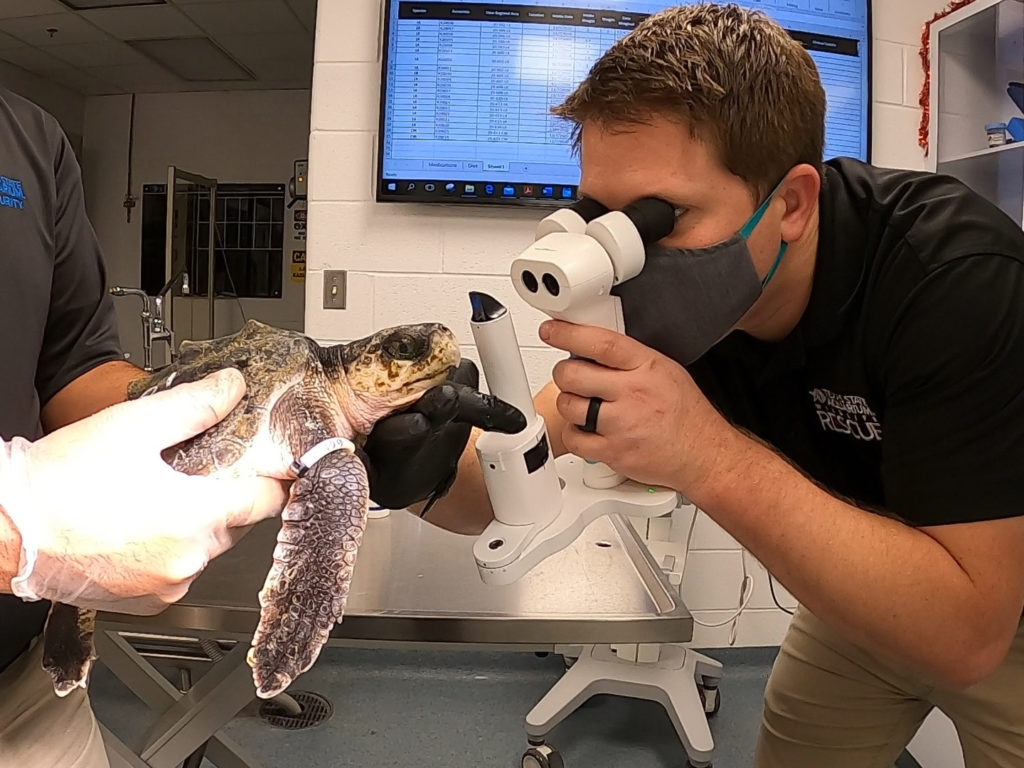 Yaw looks at a turtle's face through ophthalmology equipment