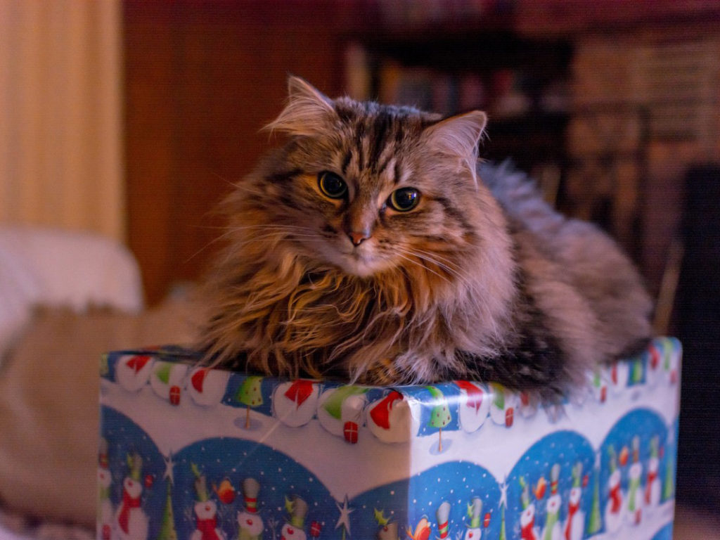 a cat sits on top of a Christmas gift