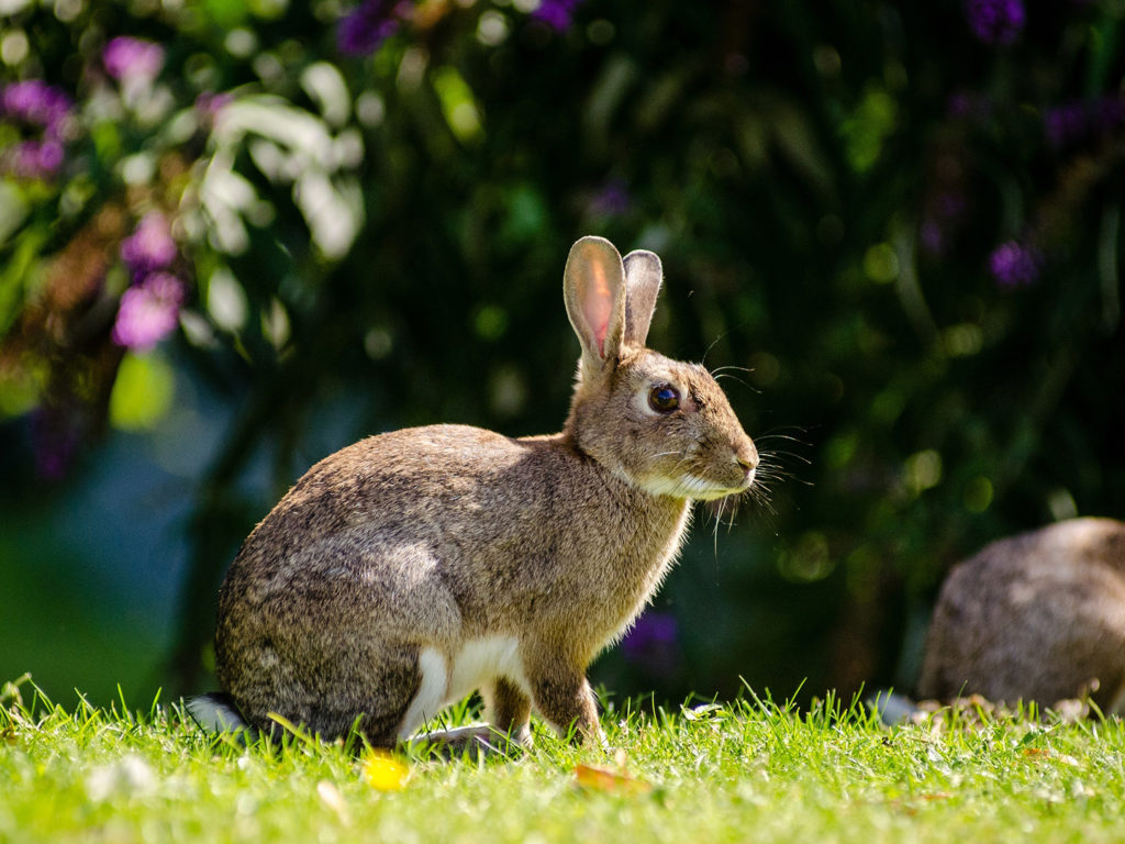 Study On Rabbit Brain Reveals Genetics Of Domestication | VMBS News