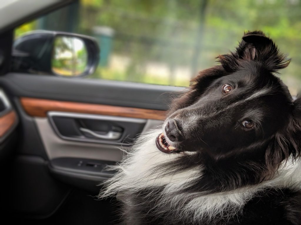 A black and white dog travels in a car
