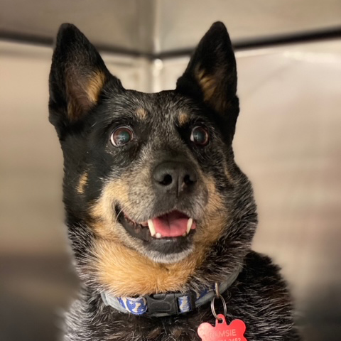 A blue heeler named Ramsie, treated by the Texas A&M oncology team