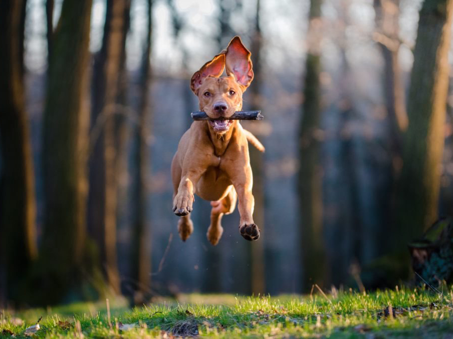 A dog mid-jump with a stick in its mouth; exercising for pet weight loss