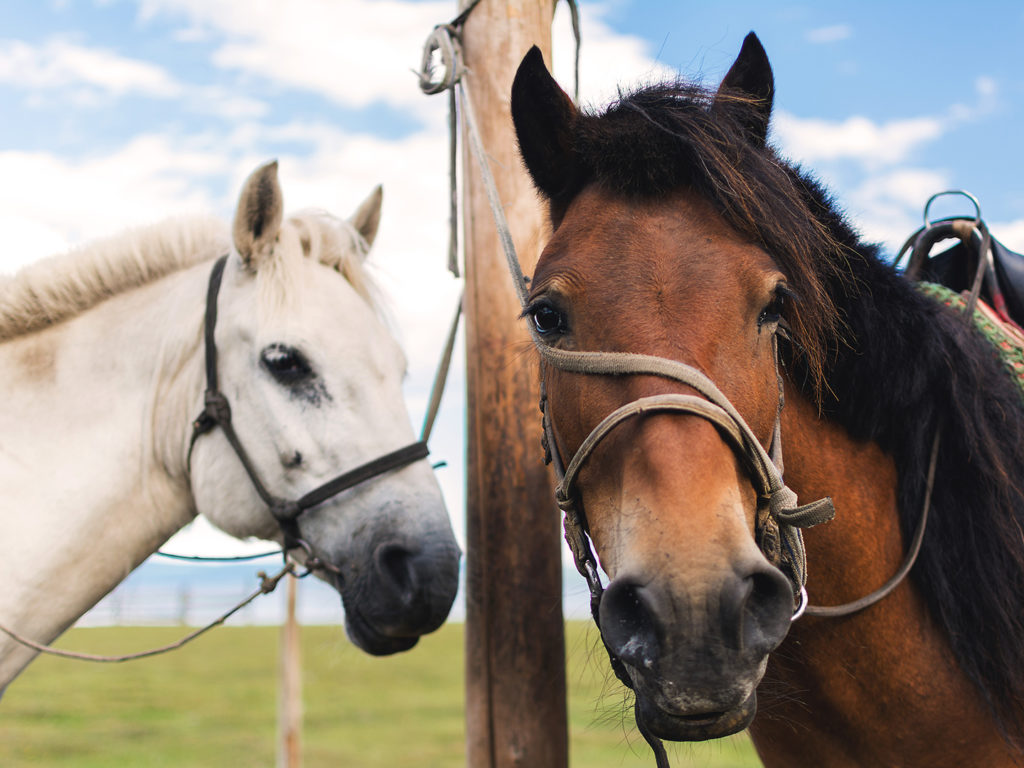 A white and brown horse stand next to a hitching post; equine dental care pet talk