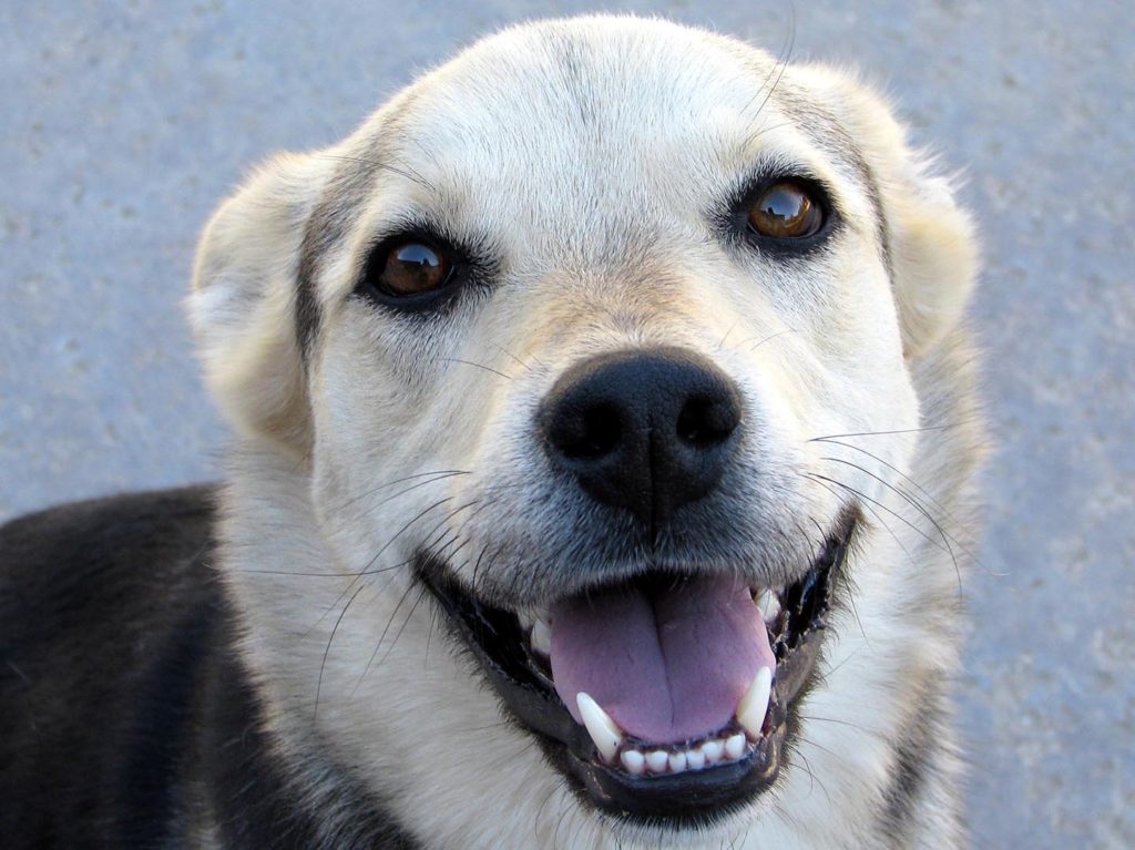 a smiling dog; gingivitis pet talk