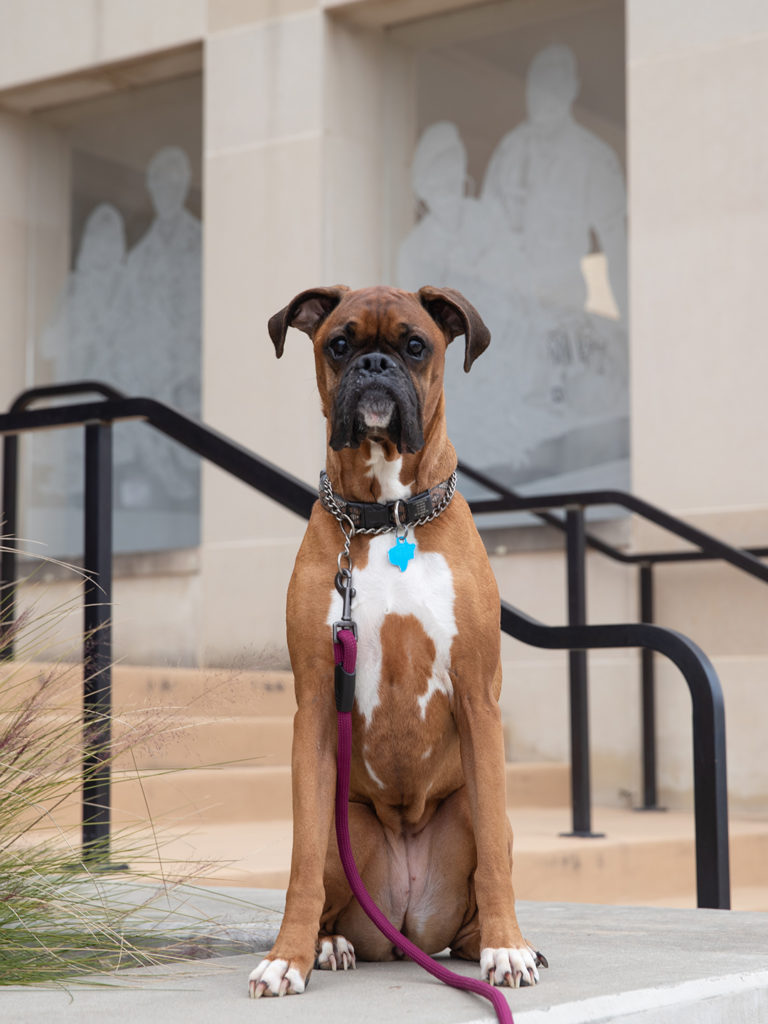 A brown and black boxer in front of the small animal hospital entrance