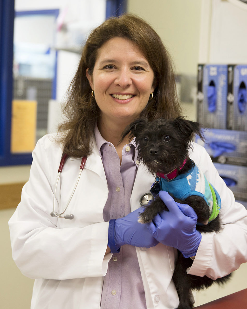 Associate dean of Texas A&M VMTH operations Dr. Stacy Eckman holding a small black dog