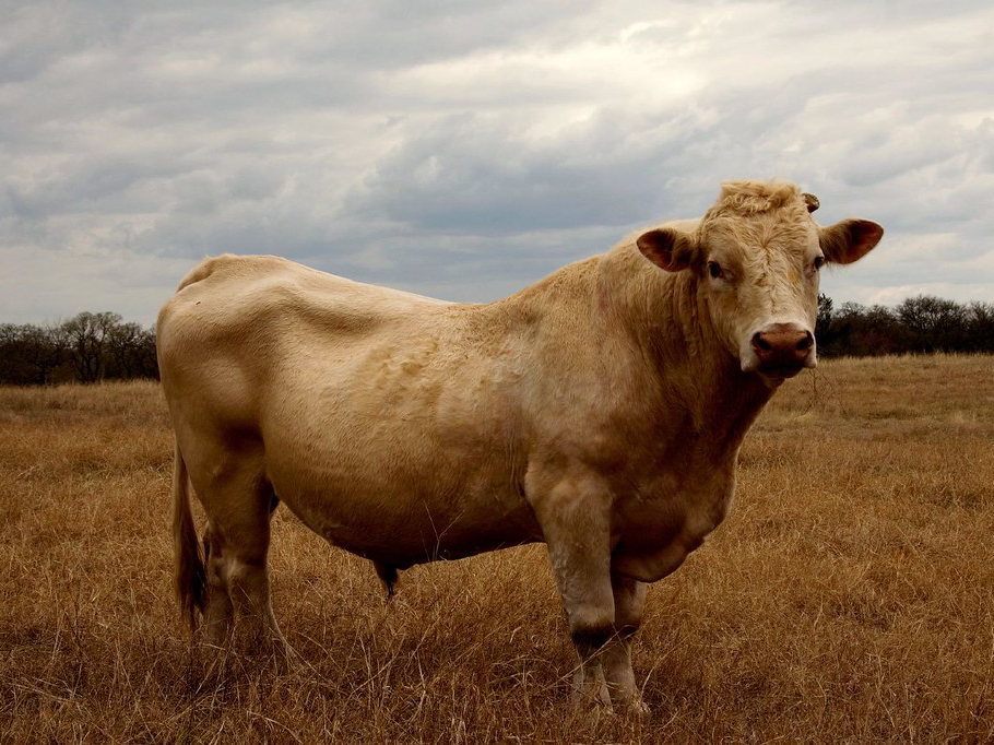 A white bull in a field