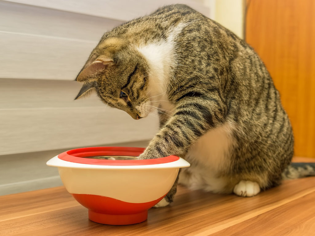A brown tabby cat playing in a bowl of water; feline vomiting pet talk