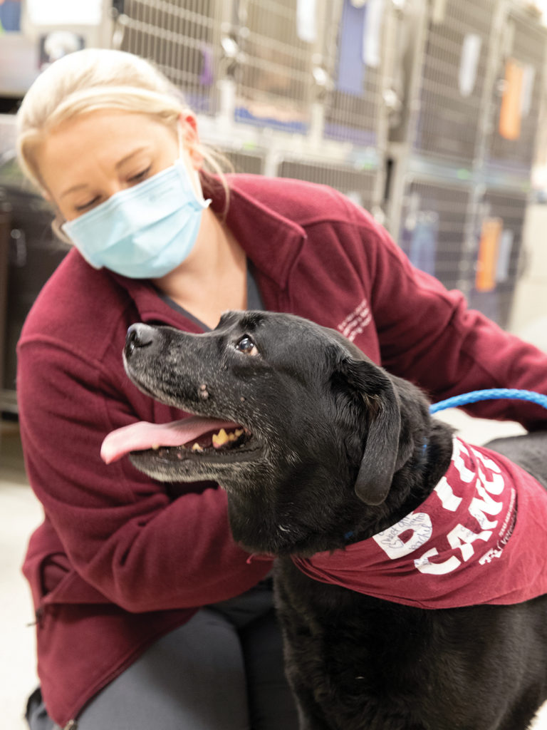 A veterinary technician in maroon and Lilly the black lab at the Texas A&M VMTH