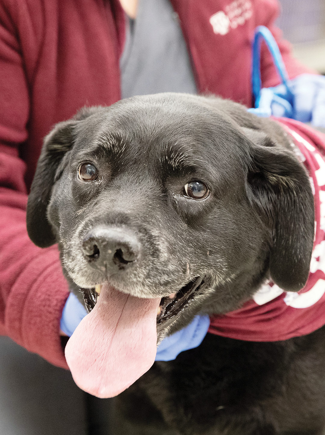 Lilly the black lab, a Gary Sinise Foundation funds recipient, with her tongue out at the Texas A&M VMTH