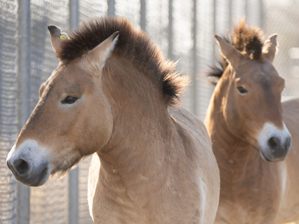 Two Przewalski's horses