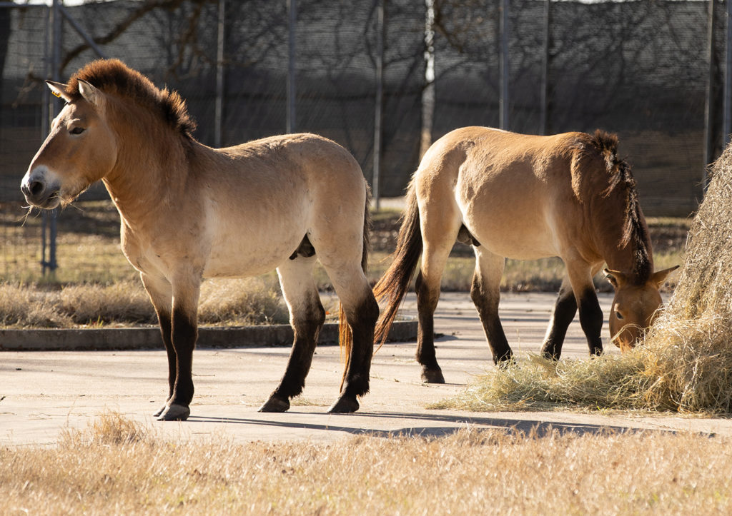 Przewalski's horses eating hay