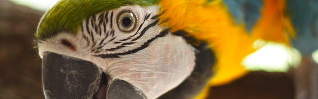 A macaw looks at the camera