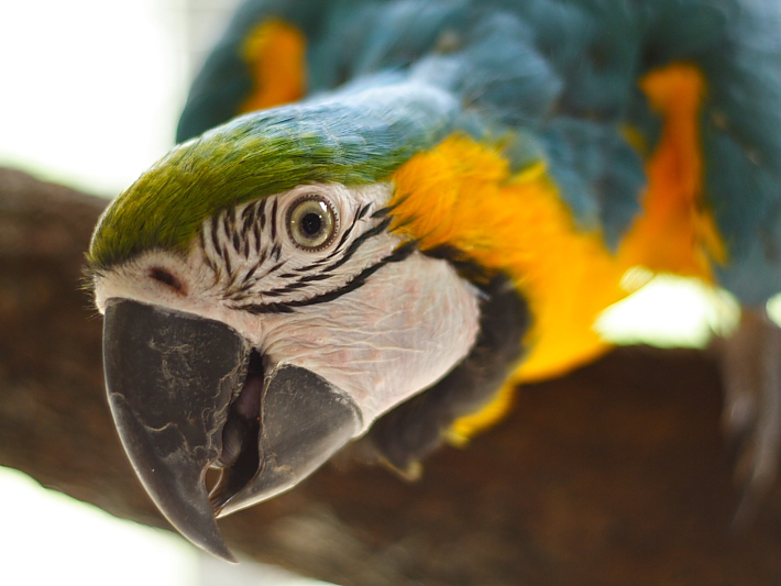 A pet macaw looks at the camera