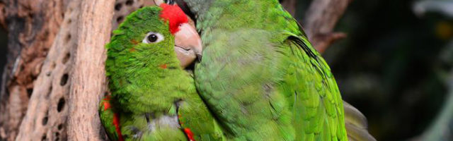 Two green parrots cuddling