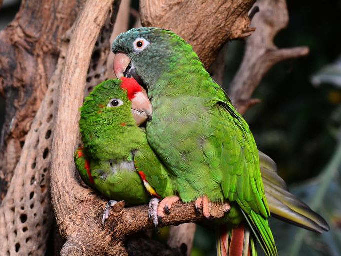 Two social green birds cuddling