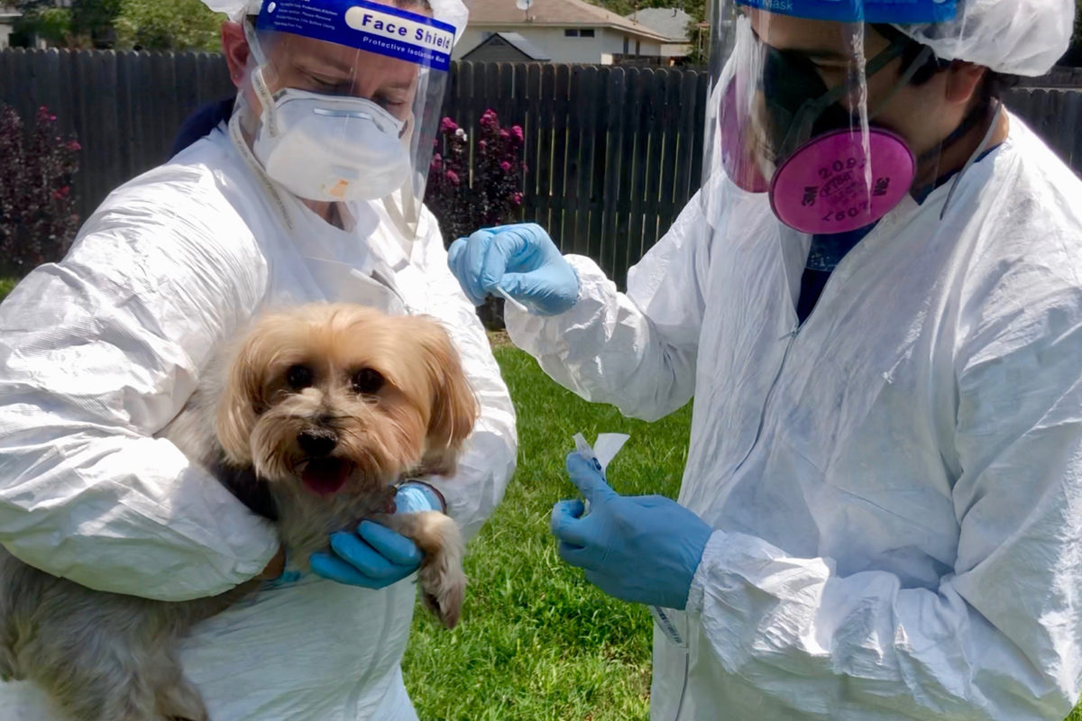 Two scientists in white lab coats and personal protective equipment swab a small yorkie dog for the COVID-19 & Pets study